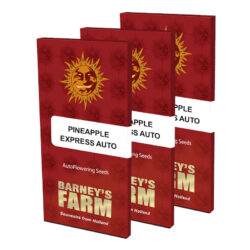 Barney's Farm pineapple express auto seeds boxed
