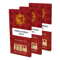 purple punch auto feminised seeds boxed