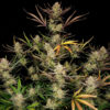 Apple Strudel Auto feminized seeds flowering plant with frosty buds and colourful leaves