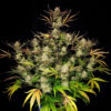 Apple Strudel Auto feminized seeds plant structure showing multiple dense bud sites