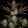 Apple Strudel Auto feminized seeds central cola covered in thick trichomes