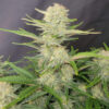 Apricot Auto cannabis seeds top cola with dense frosty buds and bright pistils