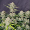 Apricot Auto cannabis seeds flowering plant with multiple resin-covered buds