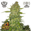 Fastbuds Papaya Cookies Auto cannabis plant