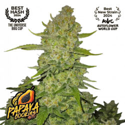 Fastbuds Papaya Cookies Auto cannabis plant
