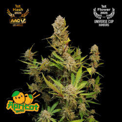 fastbuds apricot auto cannabis plant