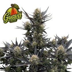 fastbuds guava auto RF3 Cannabis plant