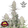 Fastbuds Tropicana Cookies Auto cannabis Plant
