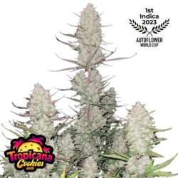 Fastbuds Tropicana Cookies Auto cannabis Plant