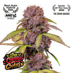 fastbuds lemon cherry cookies cannabis plant