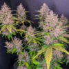 LSD-25 Auto seeds forming dense pink and purple cannabis buds across the canopy