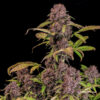 Lemon Cherry Cookies Auto seeds plant with purple buds and dense cola