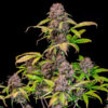 Lemon Cherry Cookies Auto seeds flowering plant showing stacked purple buds