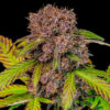 Lemon Cherry Cookies Auto seeds dense purple bud with heavy trichome coverage