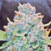 Papaya Cookies Auto seeds producing a frosty cannabis flower covered in crystal trichomes