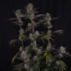 Strawberry Gorilla Auto RF3 autoflower plant with stacked buds and resin coated flowers