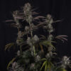 Full Strawberry Gorilla Auto RF3 plant during flowering stage with several bud sites