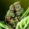 Frosty cannabis flower showing heavy trichomes in late bloom