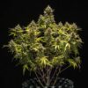Detailed view of a premium Blue Cheese Autoflowering dried flower bud, top-tier autoflowering genetics at Evertree EU.