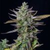 Symmetrical Blue Cheese Autoflowering flowering plant, high-performance automatic genetics at Evertree EU.