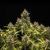 Close inspection of a Blue Cheese Autoflowering flower showcasing heavy resin production, Royal Queen Seeds at Evertree EU.