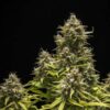 Detailed view of a Blue Cheese Autoflowering blooming flower showing heavy trichome density, Evertree EU.