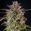 High-quality Cookies Gelato Feminized dried flower bud, premium hybrid genetics at Evertree EU.