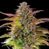 Symmetrical Cookies Gelato Feminized plant during late flowering stage, high-performance seeds at Evertree EU.