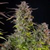 Macro photography of a mature Cookies Gelato Feminized flower on the plant, Royal Queen Seeds at Evertree EU.
