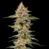 Macro photography of a mature Critical Feminized flower on the plant, Royal Queen Seeds at Evertree EU.