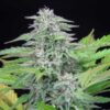 Detailed view of a Critical Feminized blooming flower showcasing heavy resin, Royal Queen Seeds at Evertree EU.
