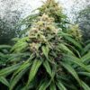 Symmetrical Dance World CBD Feminized flowering plant with heavy resin production, high-performance genetics at Evertree EU.