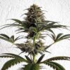 Close inspection of a Dance World CBD Feminized flower showcasing medicinal resin production, Royal Queen Seeds at Evertree EU.