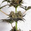 Detailed view of a Dance World CBD Feminized blooming flower showing heavy trichome density, Evertree EU.