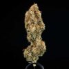 High-quality Epsilon F1 Hybrid cured flower bud on black background, available at Evertree Europe.