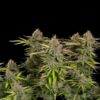 Detailed view of a resinous Euphoria CBD Feminized dried bud, high-performance CBD genetics at Evertree Europe.