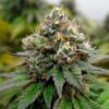 Symmetrical Euphoria CBD Feminized flowering plant with a sturdy structure, Royal Queen Seeds at Evertree EU.