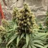Close inspection of a Euphoria CBD Feminized flower showcasing medicinal resin production, Royal Queen Seeds at Evertree EU.