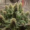 Detailed view of a Euphoria CBD Feminized blooming flower showing heavy trichome density, Evertree EU.