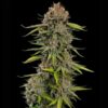 Close-up of Euphoria CBD Feminized flowering top showing heavy trichome coverage, premium seeds at Evertree EU.