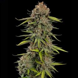 Close-up of Euphoria CBD Feminized flowering top showing heavy trichome coverage, premium seeds at Evertree EU.