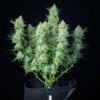 Detailed macro of a dried Green Gelato Autoflowering flower bud, elite automatic genetics at Evertree EU.