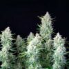 Symmetrical Green Gelato Autoflowering flowering plant, high-performance automatic seeds at Evertree EU.
