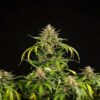 Close inspection of a Green Gelato Autoflowering flower showcasing heavy resin, Royal Queen Seeds at Evertree EU.