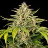 Detailed view of a Green Gelato Autoflowering blooming flower showing heavy trichome density, Evertree EU.