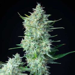 Close-up of Green Gelato Autoflowering flowering top showing crystalline structure, premium seeds at Evertree EU.