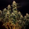 Detailed view of a resinous Northern Light Autoflowering dried bud, available at Evertree Europe.