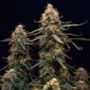 Symmetrical Northern Light Autoflowering flowering plant, high-performance automatic genetics at Evertree EU.