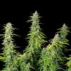 Close inspection of a Northern Light Autoflowering flower showcasing heavy resin, Royal Queen Seeds at Evertree EU.