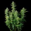 Detailed view of a Northern Light Autoflowering blooming flower showing heavy trichome density, Evertree EU.